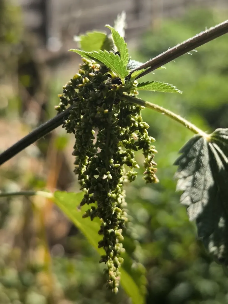 Blühende Brennnessel im Sonnenlicht