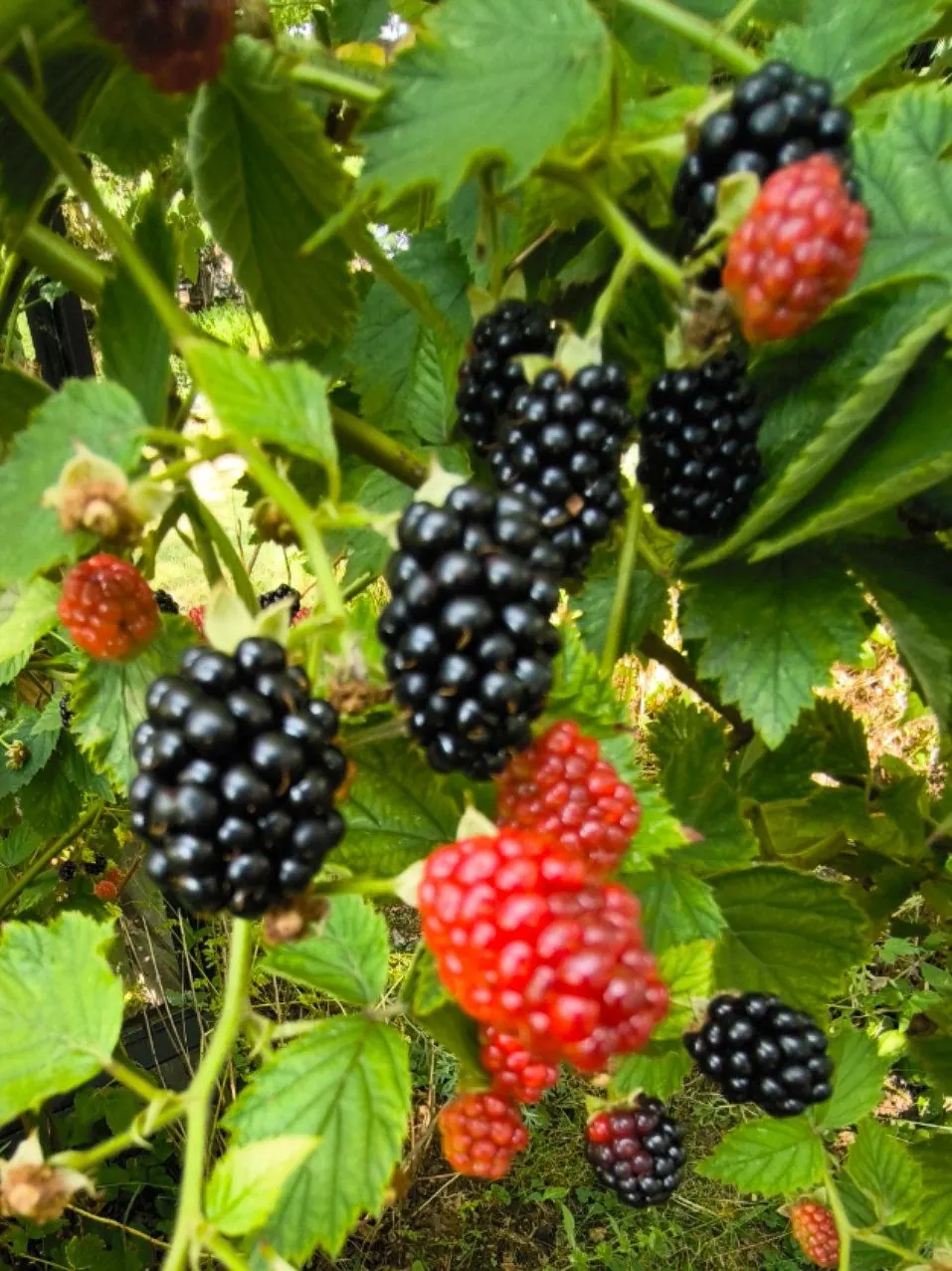 Reife und unreife Brombeeren am Strauch